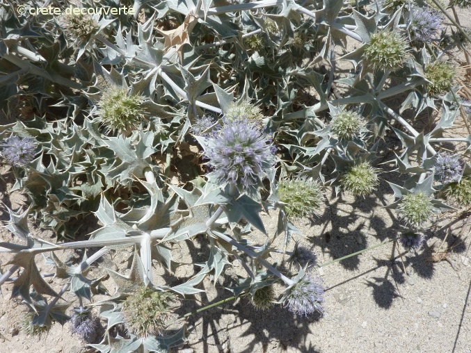 Eryngium maritimum - Panicaut de mer Eryngium maritimum - Panicaut de mer