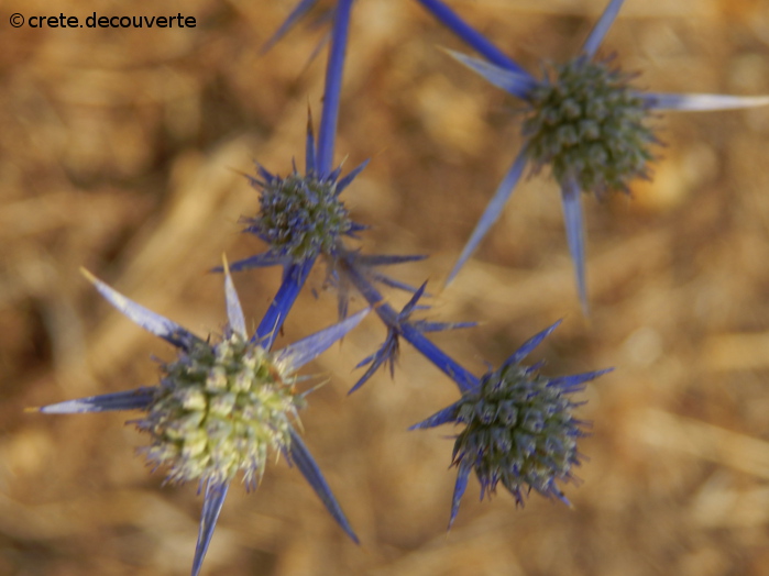 Eryngium creticum - Panicaut de Crète Eryngium creticum - Panicaut de Crèt