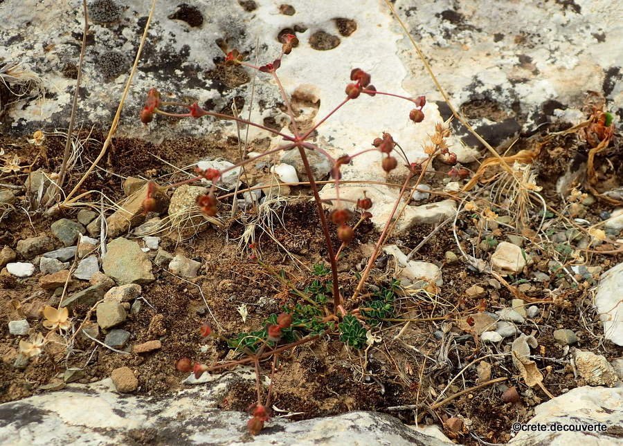 Euphorbia dimorphocaulon