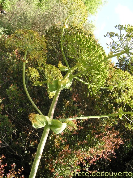 Ferula communis au canyon de Rosas Ferula communis au canyon de Rosas