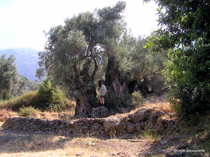 Fourfouras olivier monumental vers chapelle Agios Georgios Fourfouras olivier monumental vers chapelle Agios Georgios