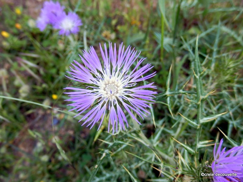 Galactites tomentosa (elegans) Galactites tomentosa (elegans)