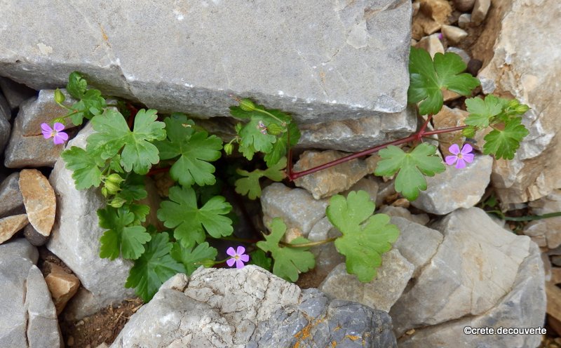 Geranium lucidum - géranium luisant Geranium lucidum - géranium luisant