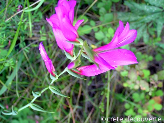 Gladiolus italicus - Lassithi Gladiolus italicus - Lassithi