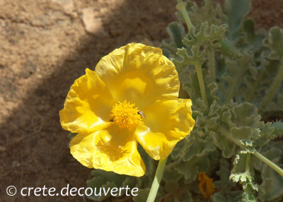 Glaucium flavum Glaucium flavum
