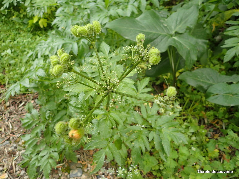 Lecokia cretica Lecokia cretica