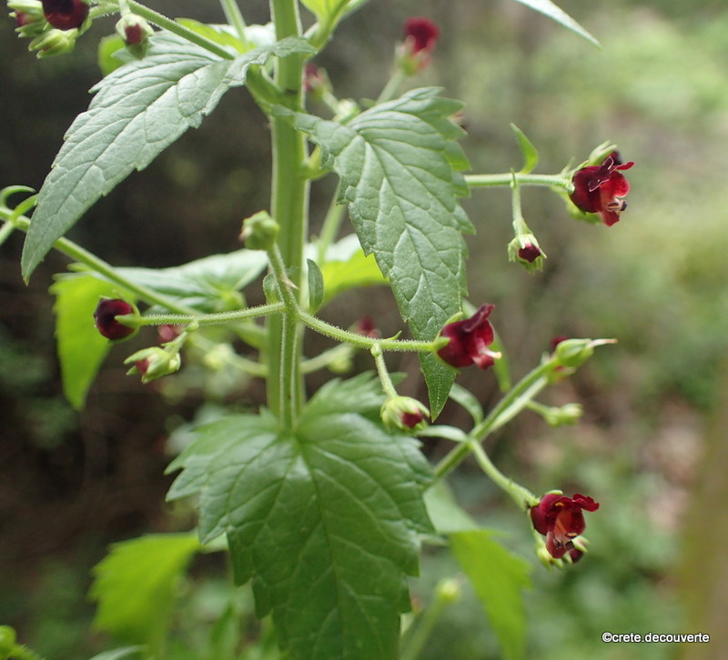 Scrophularia peregrina - Scrophulaire voyageuse Scrophularia peregrina - Scrophulaire voyageuse