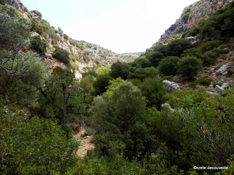 Partie boise, aval de la gorge d'Agion Panton