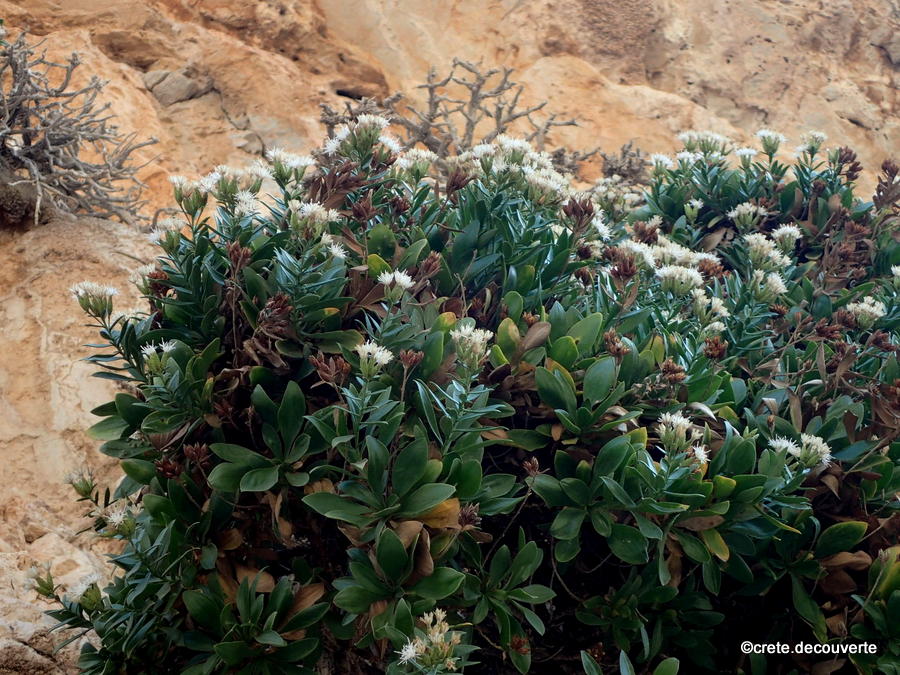 Hirtellina fruticosa - Staehelina fruticosa