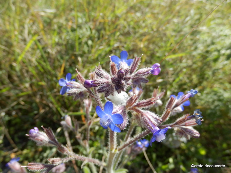 Anchusa italica ou azurea - Buglosse d'Italie Anchusa italica ou azurea - Buglosse d'Italie