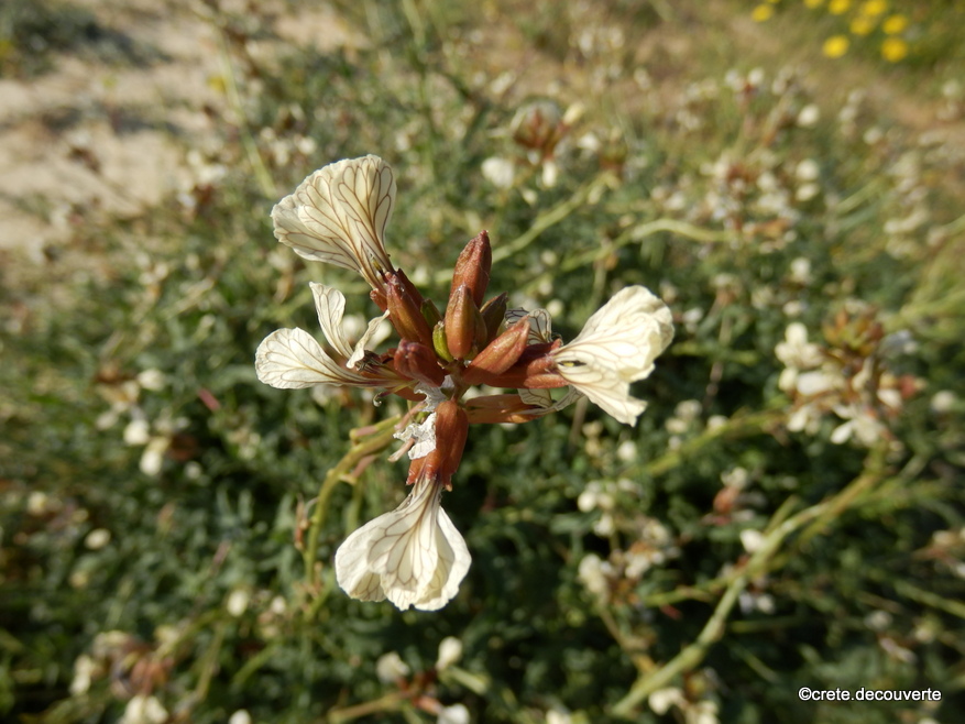 Eruca sativa vesicaria - roquette Eruca sativa vesicaria - roquette