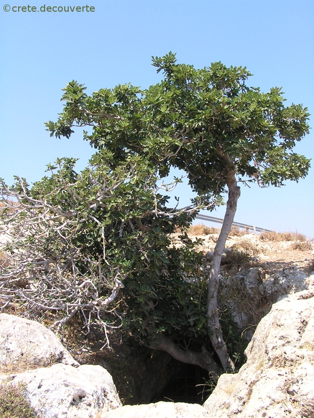 Figuier  l'entre de la grotte Eileithyia - CRETE