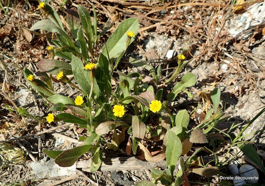Hedypnois rhagadioloides (ex cretica) entre Dafnes et Sivas Hedypnois rhagadioloides (ex cretica) entre Dafnes et Sivas