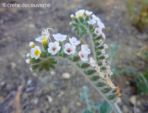 Heliotropium hirsutissimum Heliotropium hirsutissimum