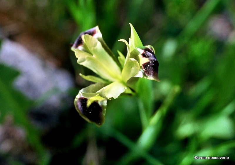 Hermodactylus tuberosus - Iris des serpents Hermodactylus tuberosus - Iris des serpents