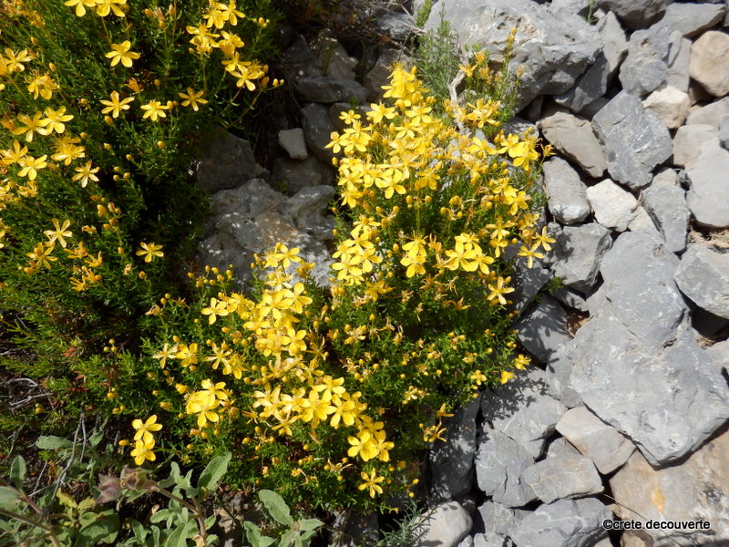 Hypericum empetrifolium Hypericum empetrifolium