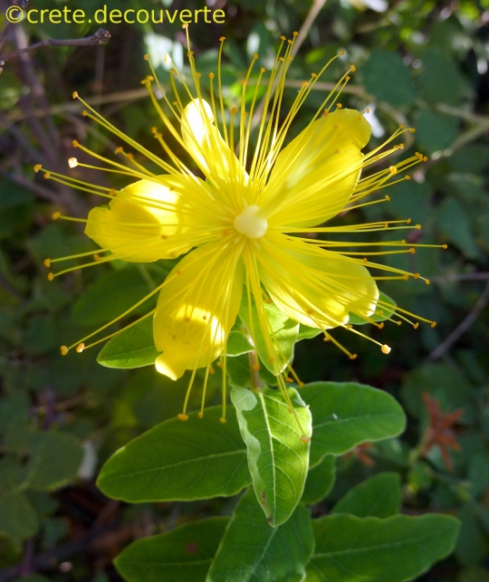 Hypericum hircinum Hypericum hircinum