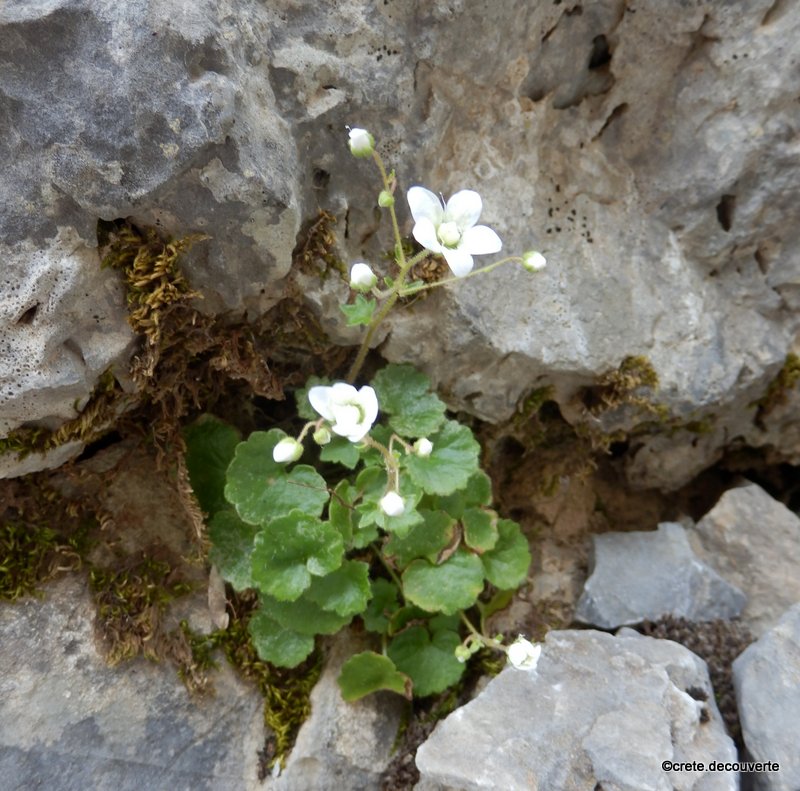 Saxifraga chrysosplenifolia