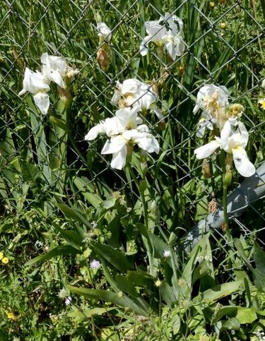 Iris albicans - Iris blanc Iris albicans - Iris blanc