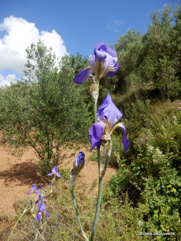 Iris germanica Iris germanica