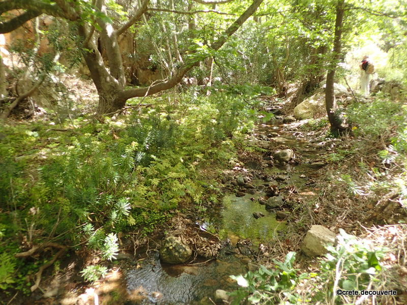 Rivire  l'ombre des platanes