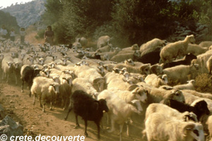 Crte : troupeau sur le plateau de Katharo