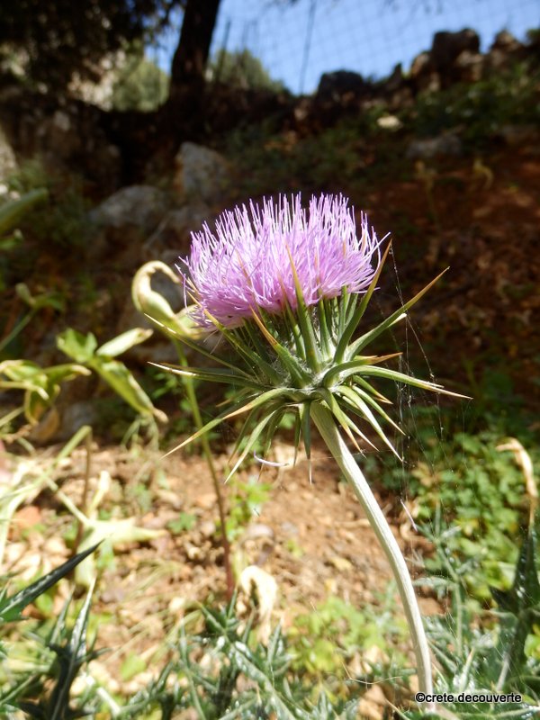 Lamyropsis cynaroides Lamyropsis cynaroides