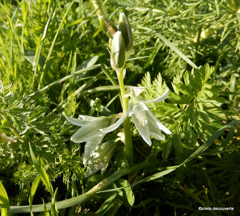 Honorius nutans - Ornthogalum penché Honorius nutans - Ornthogalum penché