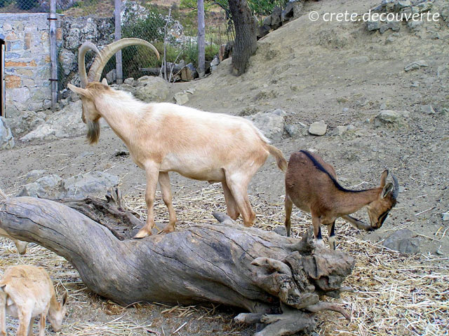 Kri-kri  l'Eco Parc du Lasithi