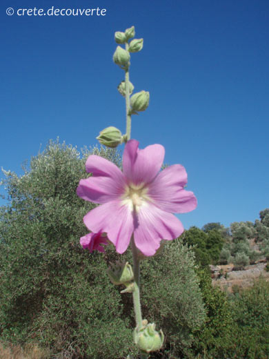 Lavatera bryoniifolia Lavatera bryoniifolia
