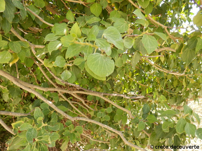 Hedera helix - Lierre grimpant Hedera helix - Lierre grimpant