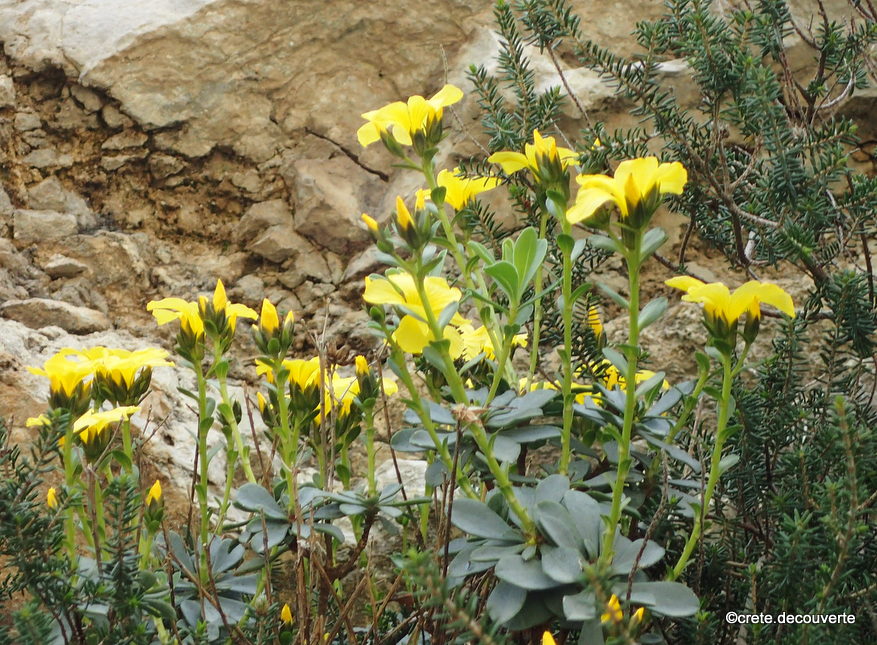 Linum arboreum - Lin arborescent Linum arboreum - Lin arborescent