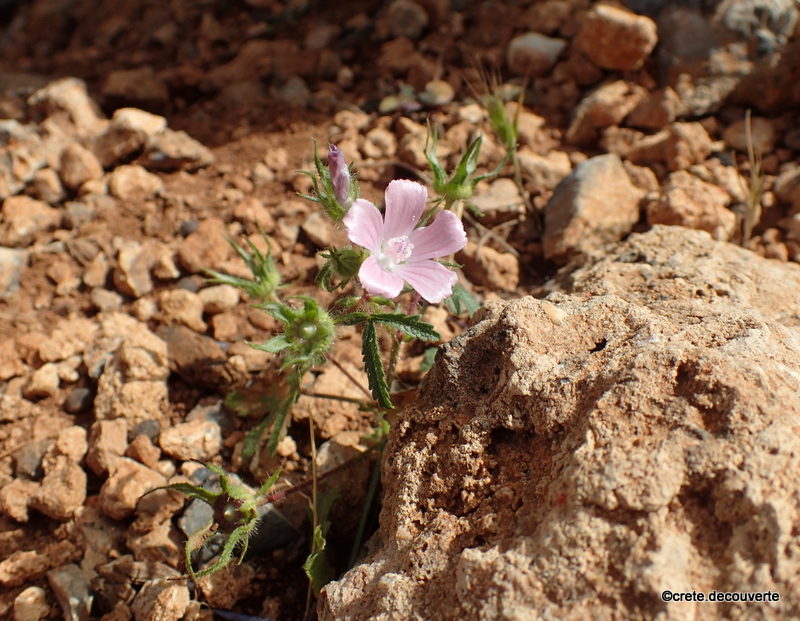 Malva cretica - Gorge de Kambos