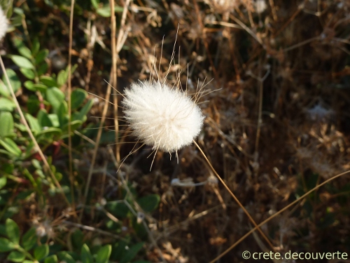 Lagurus ovatus Lagurus ovatus