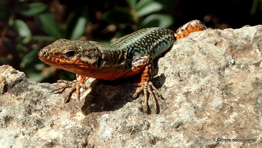 Lzard endmique de Crte (Podarcis cretensis)