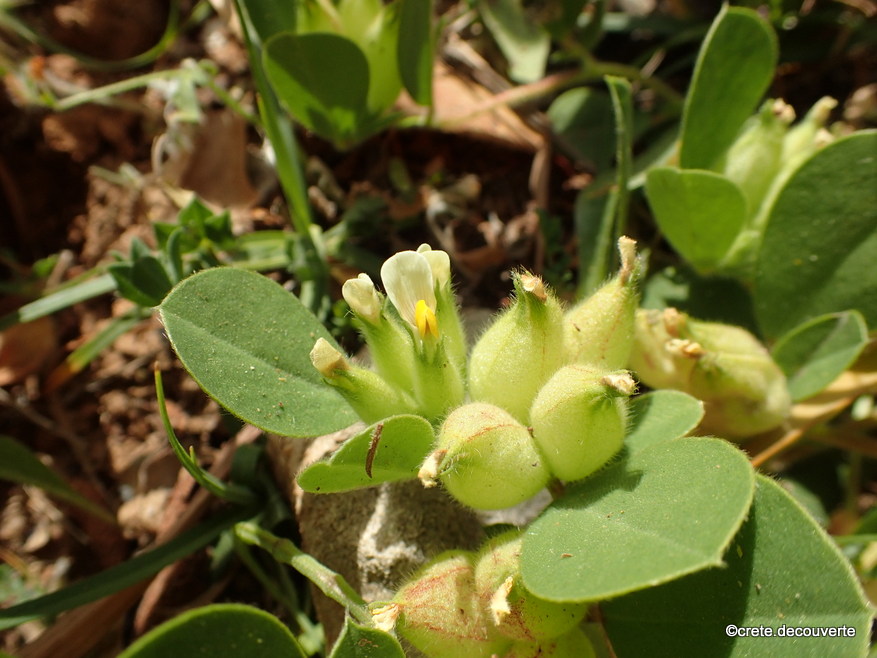 Tripodium tetraphyllum Tripodium tetraphyllum