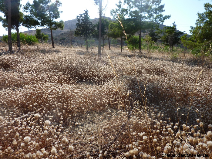 Monastre d'Odigitrias : bosquet