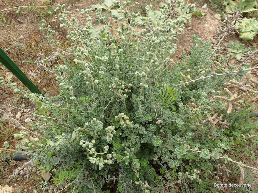 Moni Panagia Gouverniotissa Origanum majorana