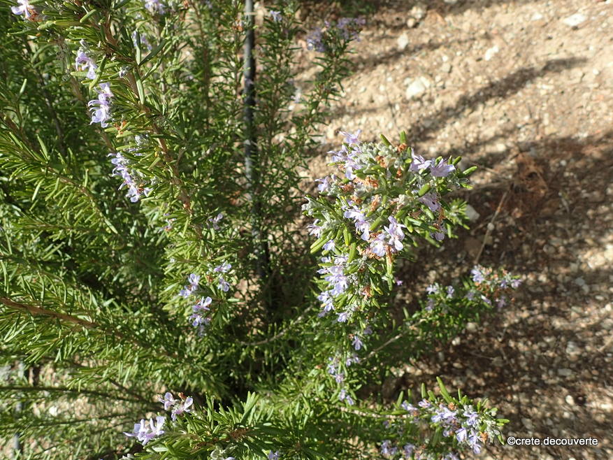 Moni Panagia Gouverniotissa Rosmarinus officinalis