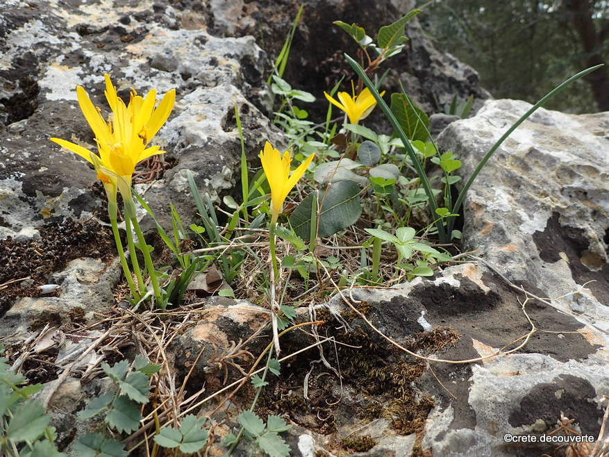 Sternbergia sicula  Moni Panagia Gouverniotissa