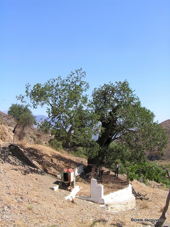 Moni-Apezanon-Chapelle-d-Agia-Paraskevi-Chene-guerisseur.