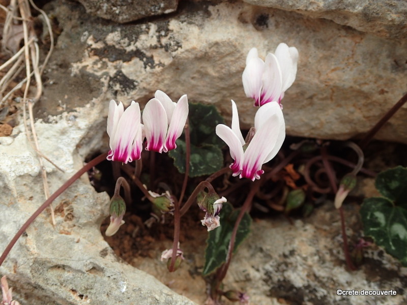 Cyclamen graecum d'automne Cyclamen graecum d'automne