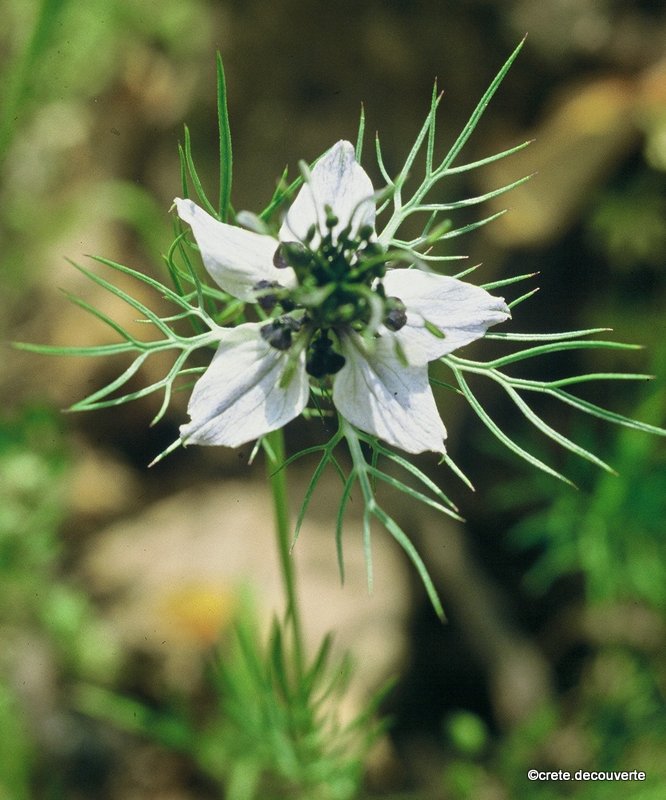 Nigella damascena - Nigelle de Damas