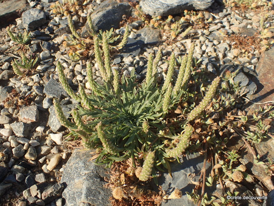 Plantago coronopus ssp commutata = weldenii Plantago coronopus ssp commutata = weldenii