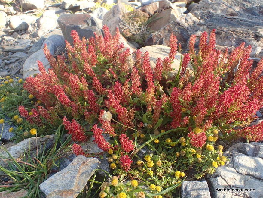 Rumex bucephalophorus - Oseille tête-de-boeuf Rumex bucephalophorus - Oseille tête-de-boeuf