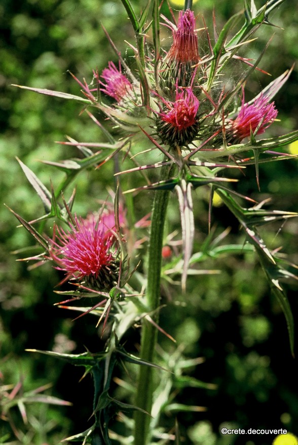 Notobasis syriaca