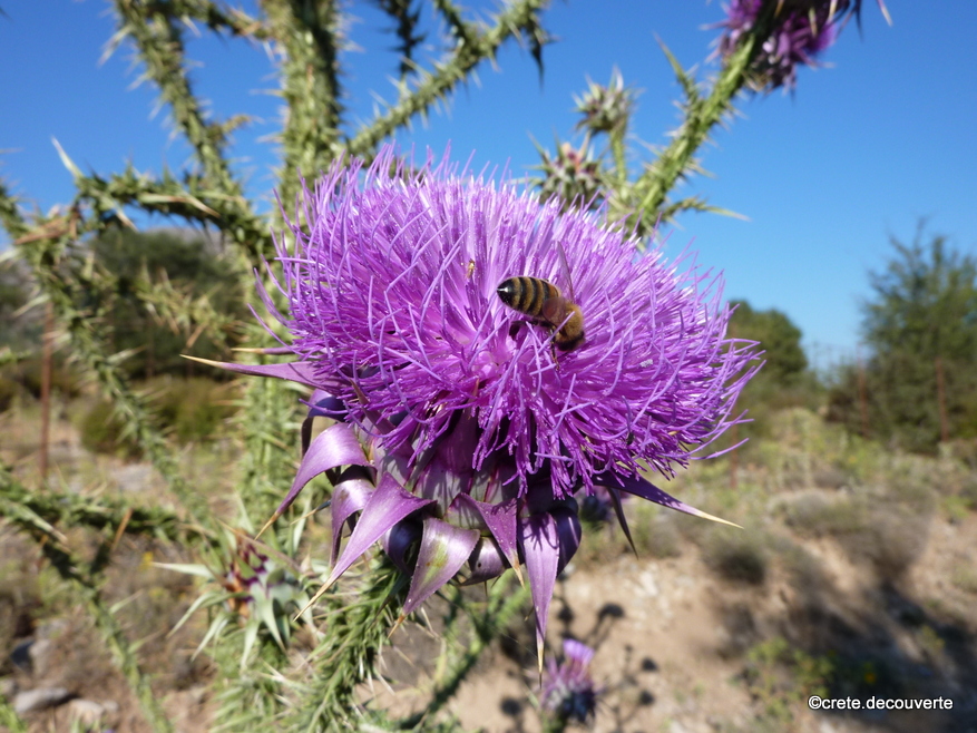 Onopordum tauricum - Omalos CRETE Onopordum tauricum - Omalos CRETE