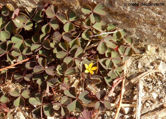 Oxalis corniculata Oxalis corniculata