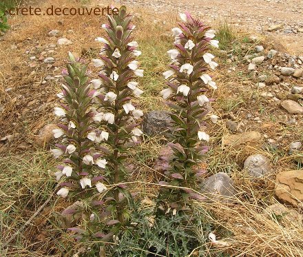 Acanthus spinosus Palaikastro Acanthus spinosus Palaikastro