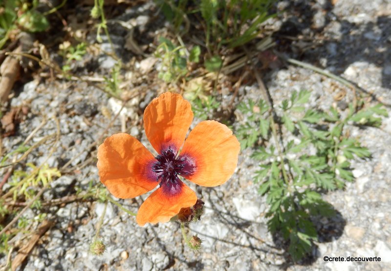 Papaver argemone ssp nigrotinctum Papaver argemone ssp nigrotinctum